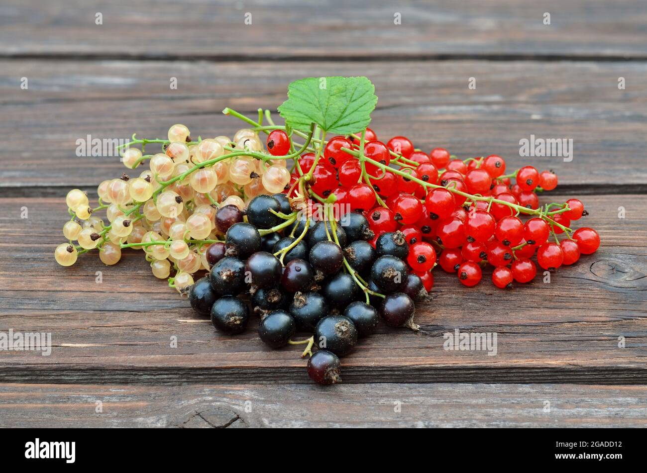 Reife Beeren aus schwarzen, roten und weißen Johannisbeeren auf einem Holztisch. Drei Arten von Johannisbeeren gehören zur Gattung Ribes der Stachelbeere. Stockfoto