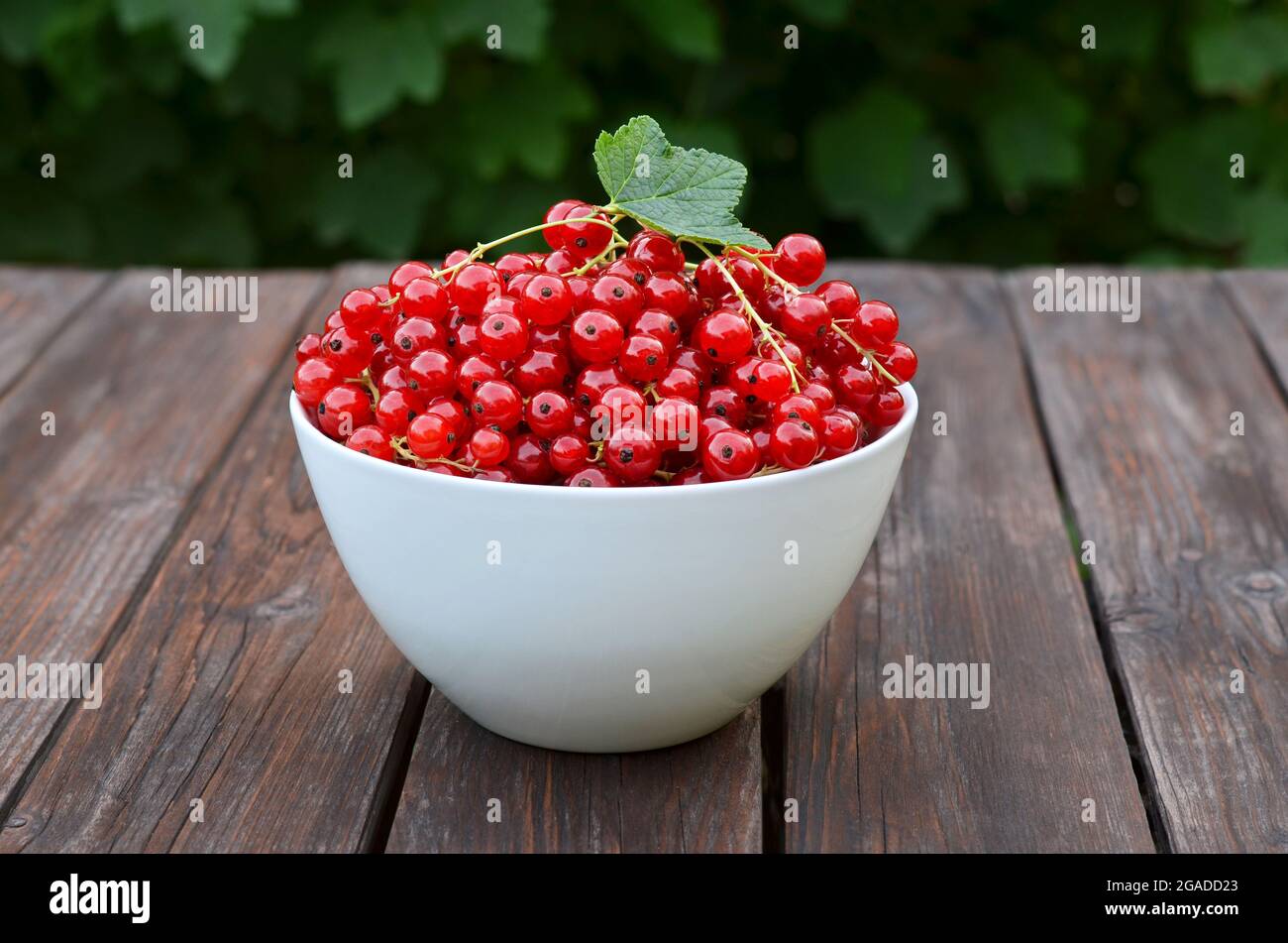 Weiße Schale mit reifen Beeren von roten Johannisbeeren auf einem rustikalen Holztisch. Konzept des Anbaus Ihrer eigenen Bio-Lebensmittel. Stockfoto