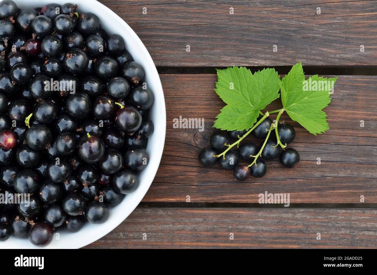 Frisch gepflückte reife Beeren mit schwarzer Johannisbeere aus nächster Nähe auf einem Holztisch. Gesunde Ernährung Konzept. Stockfoto