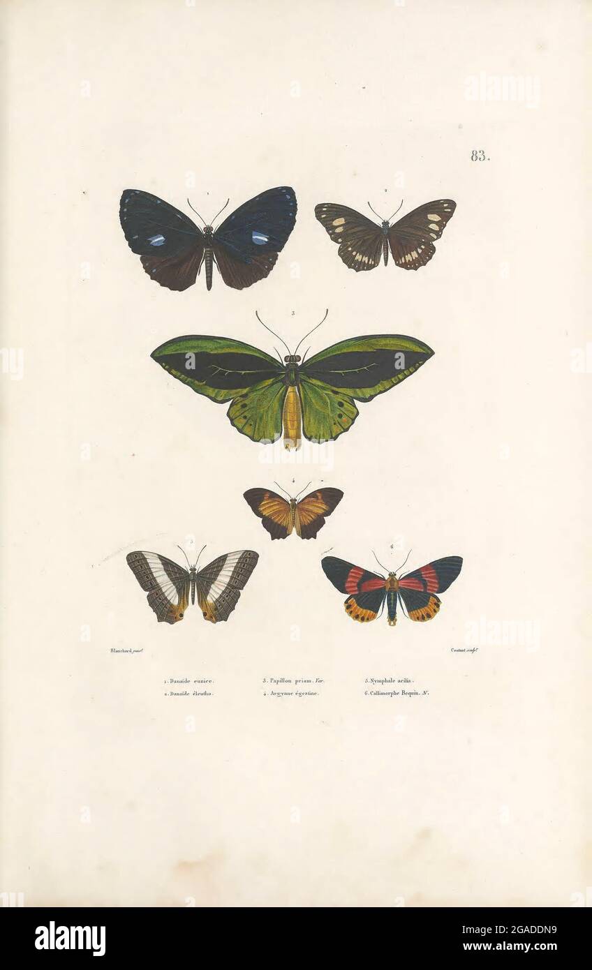 Zoologie Natur Tier Blume Tierwelt Hintergrund Zoo Illustration Zeichnung Schon Vektor Niedlich Sommer Wild Naturliche Vogel Isoliert Kunst Design Flugel Blumen Fauna Jahrgang Fruhling Weiss Schwarz Schonheit Dschungel