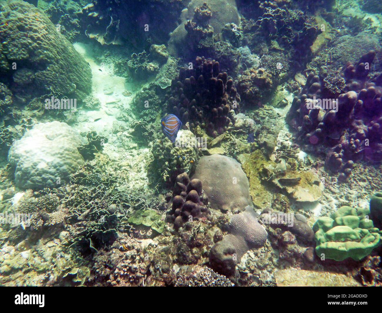 Tanto Bay, Koh Tao, Thailand Stockfoto