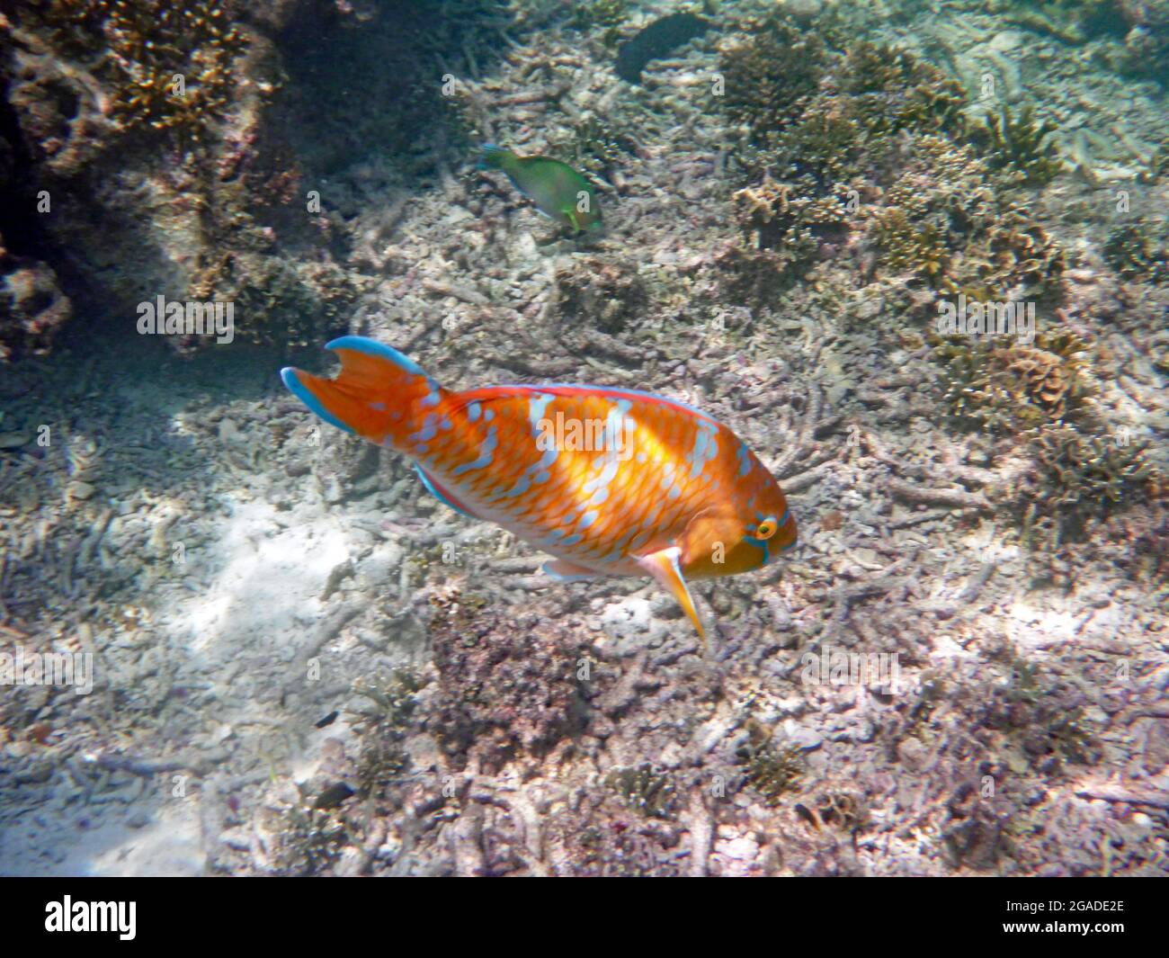 Koh Tao, Tailandia Stockfoto