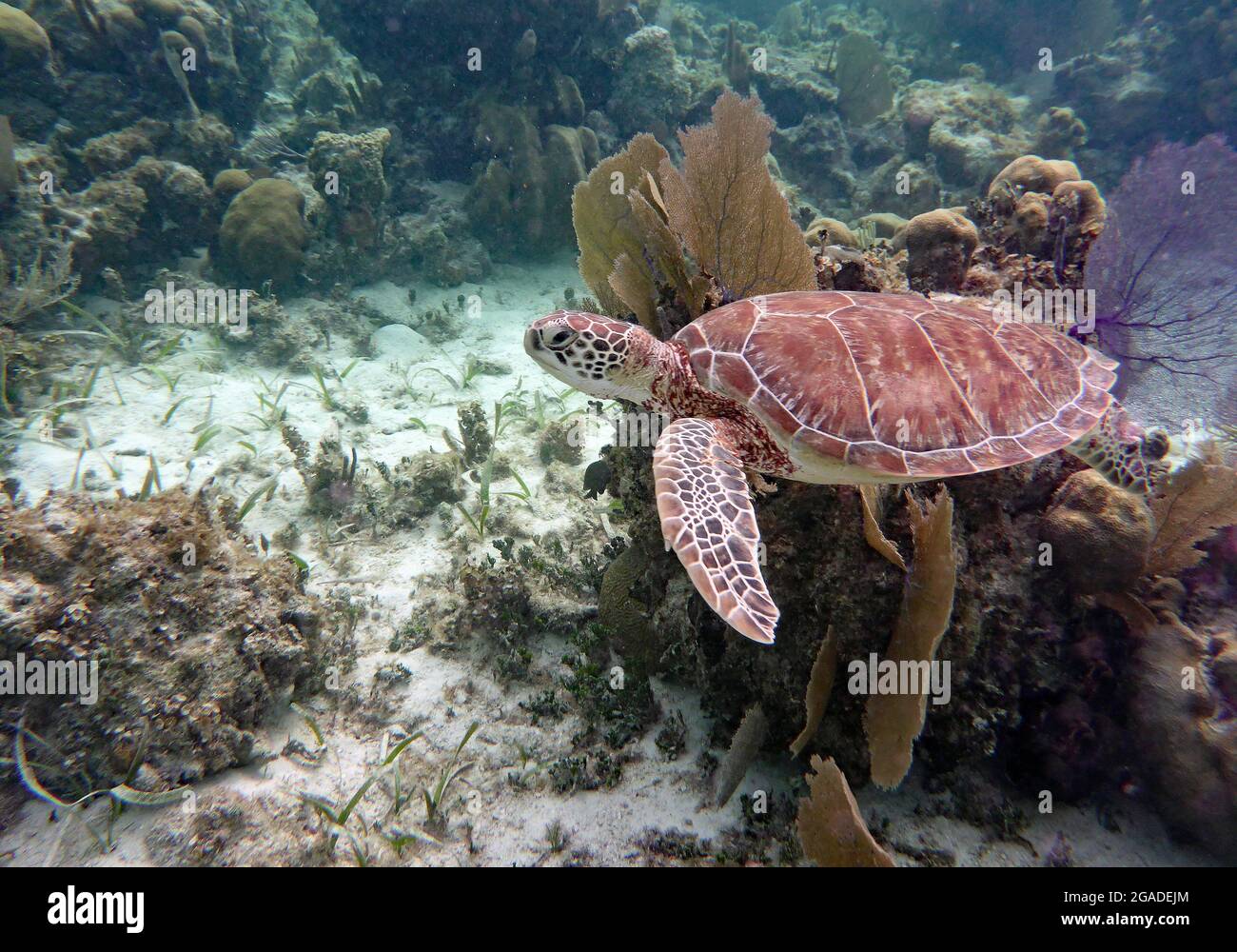 Meeresschildkröte, Caye Caulker, Belize Stockfoto