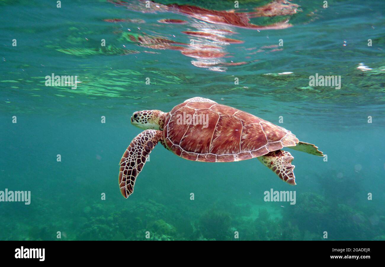 Meeresschildkröte, Caye Caulker, Belize Stockfoto