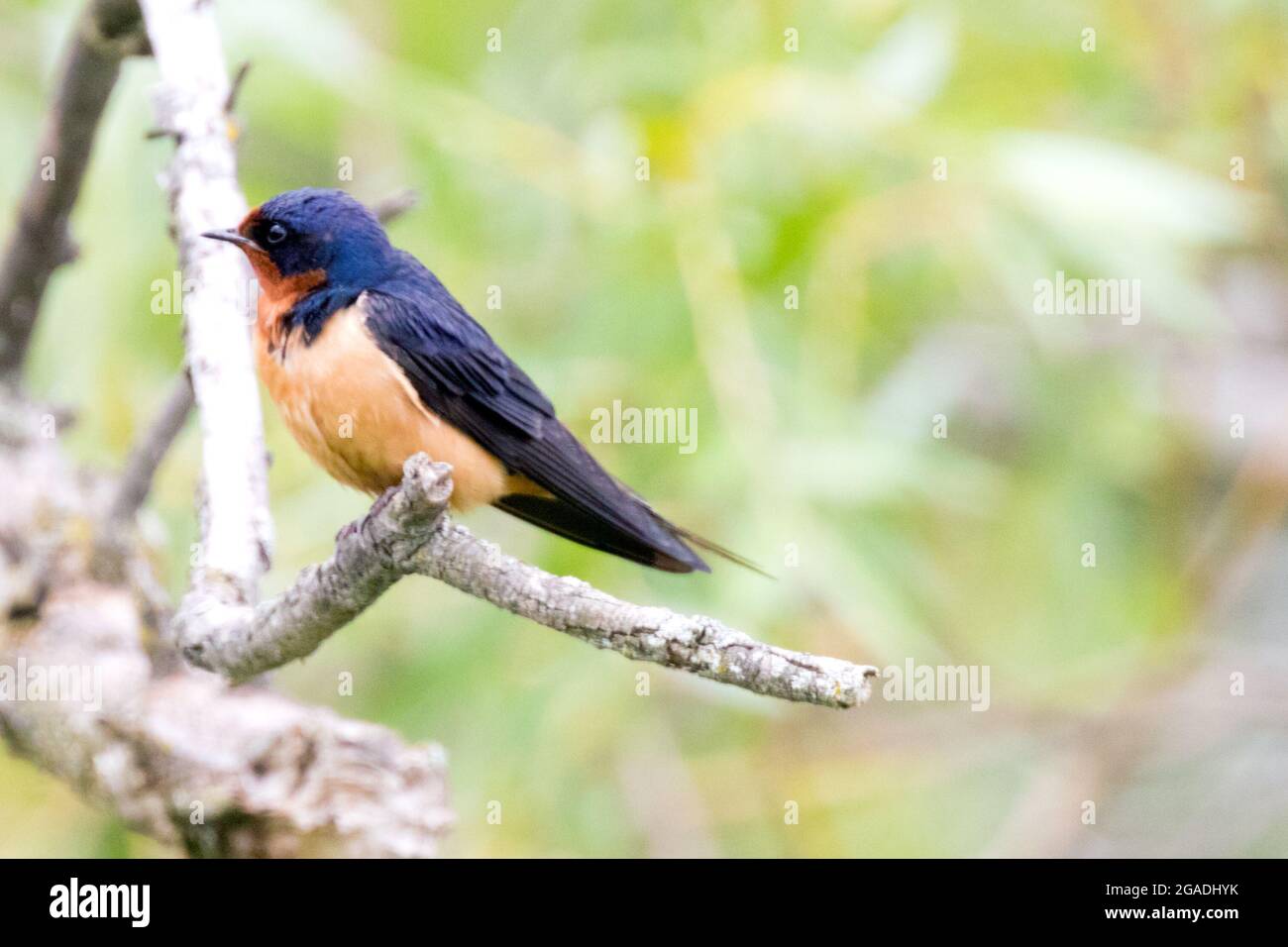 Nahaufnahme eines isolierten Bildes einer männlichen Schwalbenschwalbe im Südwesten von Ontario, Kanada. Stockfoto