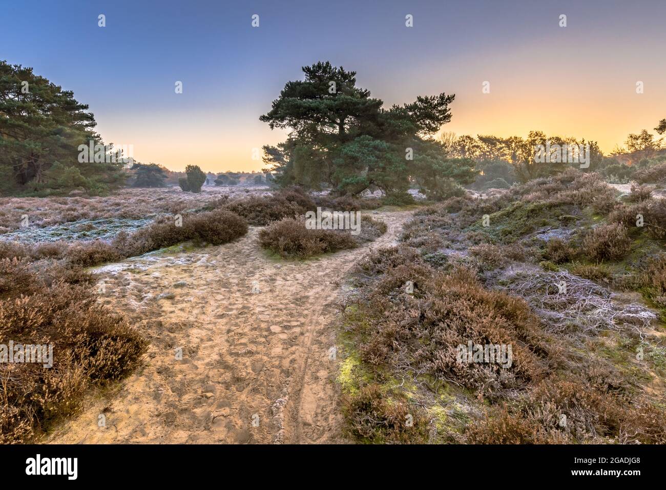 Heide in hügeligem Gelände an einem kalten Morgen mit Reif im november, Drenthe Provinz, Niederlande. Landschaft Szene in der Natur Europas, Stockfoto
