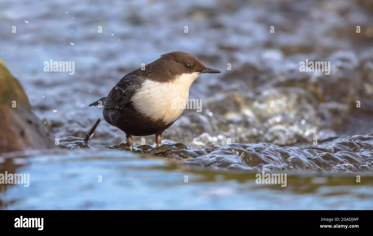 Weißkehltaucher (cinclus cinclus) Wasservogel, der im schnell fließenden Wasser eines Baches im natürlichen Lebensraum Nahrungssuche. Der Dipper sucht nach Nahrung Stockfoto