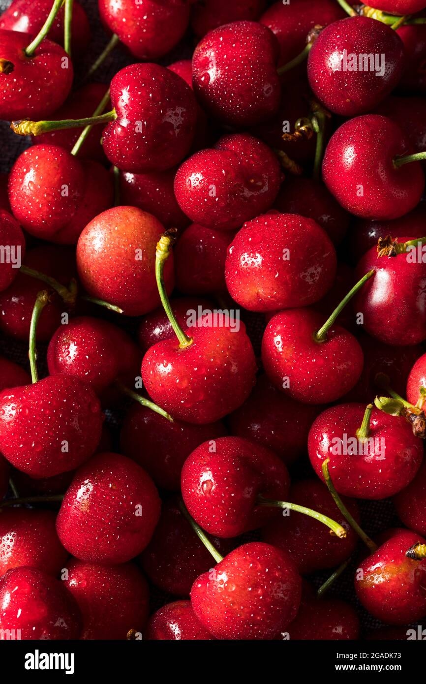 Gesunde Bio-rote Kirschen in einer Schüssel zu essen Stockfoto