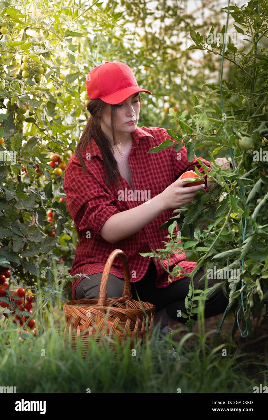 Junge Frau in einem Gewächshaus, die ein paar rote Tomaten pflücken Stockfoto
