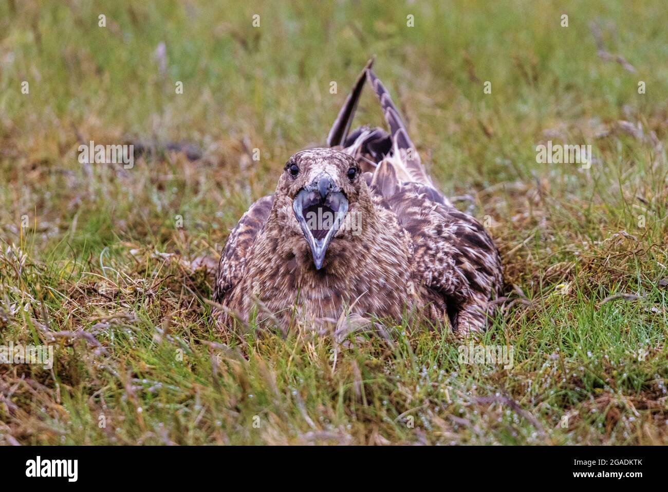 Große Skua sitzen auf Eiern und bewachen Nest Blick auf die Kamera mit offenem Schnabel Stockfoto
