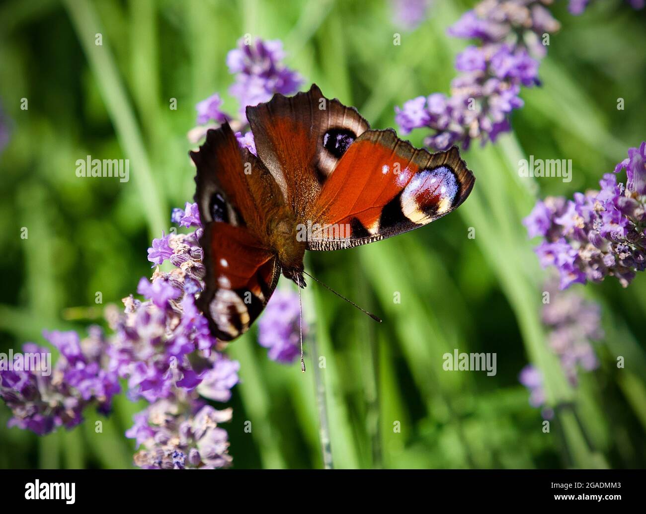 26. Juli 2021, Brandenburg, Bad Belzig: Ein Pfauenschmetterling sitzt auf dem Ast einer Lavendelblume. Der Schmetterling mit rostroter Färbung und den markanten Augenflecken hat eine Flügelspannweite von bis zu 55 Millimetern. Foto: Soeren Sache/dpa-Zentralbild/ZB Stockfoto