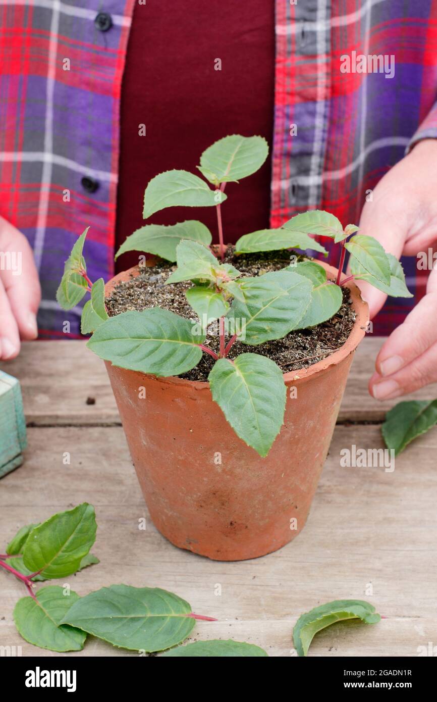 Stecklinge nehmen. Fuchsia Stecklinge in einem Topf mit körnigen Kompost bereit für die Platzierung in einer warmen, feuchten Umgebung. VEREINIGTES KÖNIGREICH Stockfoto