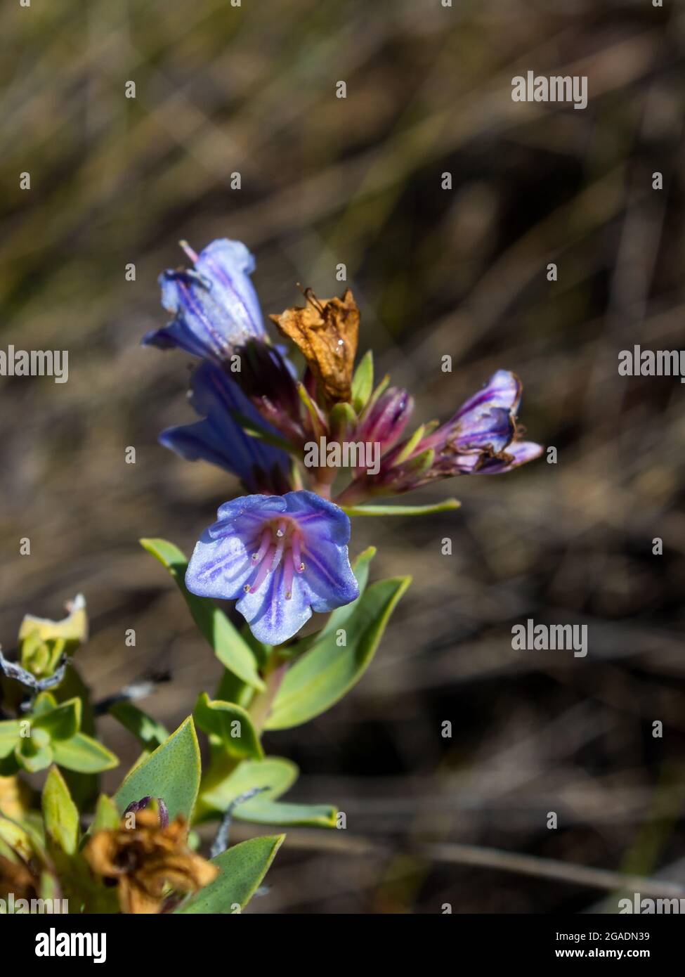 Die Blaue Glocke blüht eines Lobostemon fruticosus, allgemein bekannt als Pyjama-Busch, an den Hängen des Cederberg-Gebirges in Südafrika Stockfoto