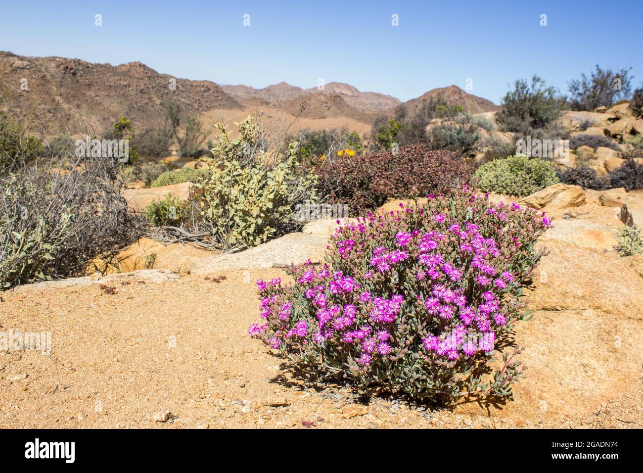 Eine purpurrote Vygie in voller Blüte in der kargen Berglandschaft des Goegap Nature Reserve, außerhalb der Stadt Springbok in Südafrika Stockfoto