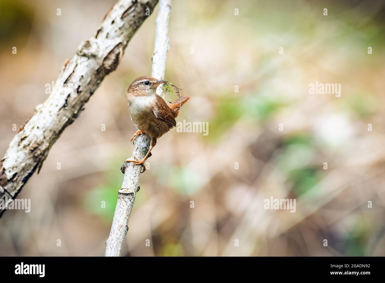 Der Wren baut ein Nest und trägt das Baumaterial in seinem Schnabel. Er sitzt auf einem Ast und schaut sich um. Stockfoto