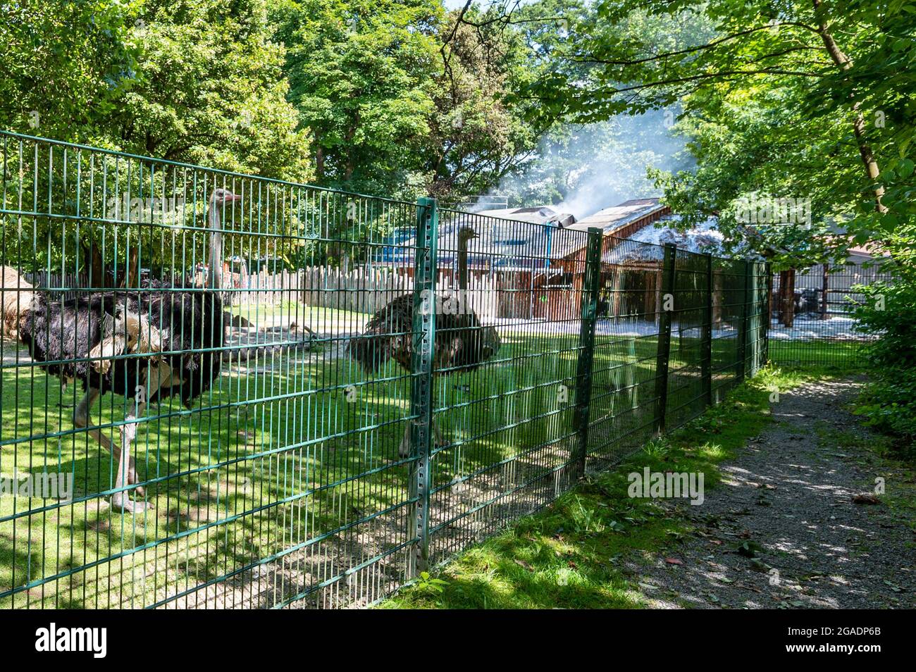Straubing, Deutschland. Juli 2021. Feuerwehrleute löschen das Feuer in einem Gebäude auf dem Gelände des Zoos. Tiere und Menschen seien nicht in Gefahr, sagte die Feuerwehr. Es gab jedoch eine starke Entwicklung von Rauch. Quelle: Armin Weigel/dpa/Alamy Live News Stockfoto