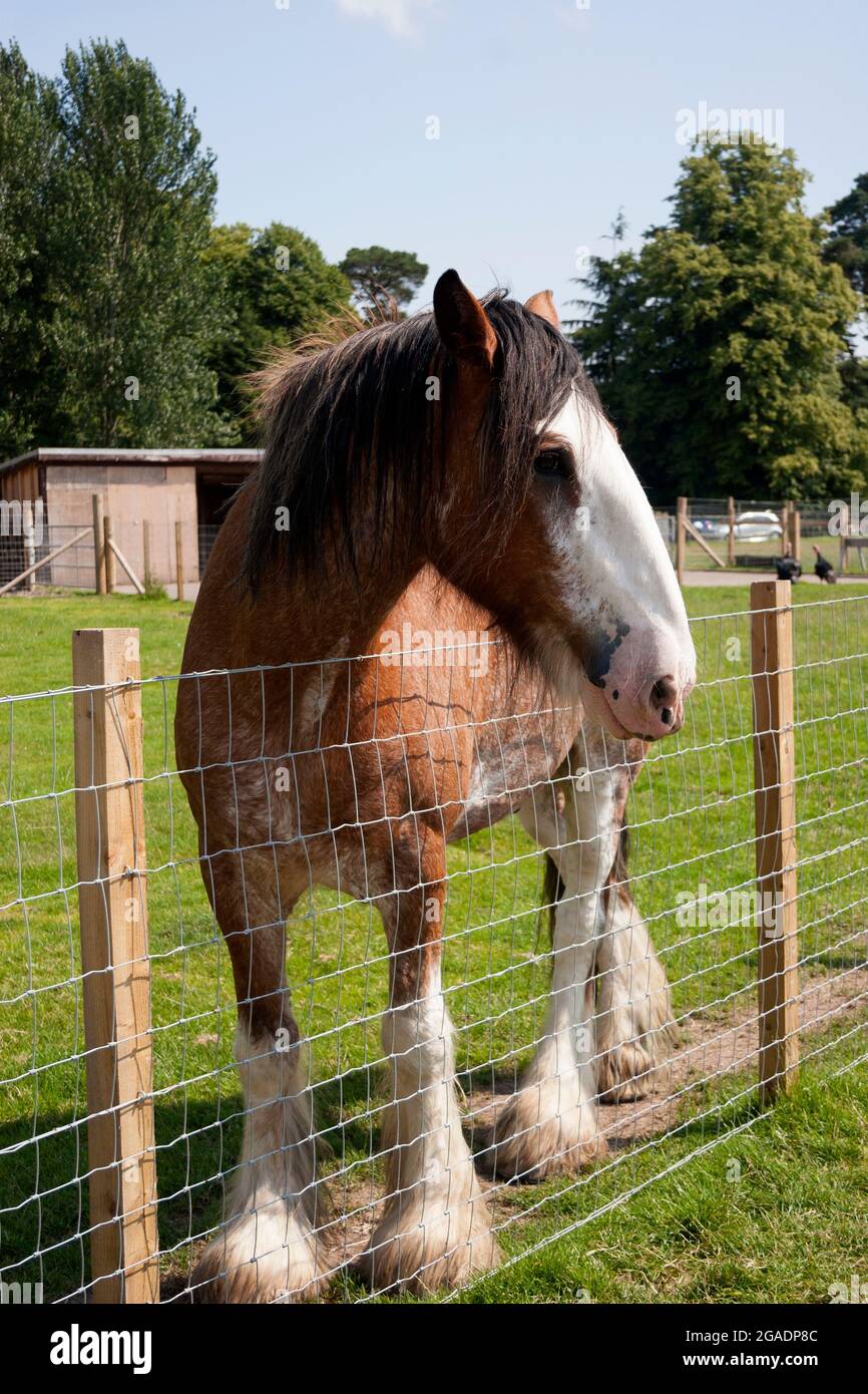 Clydesdale Pferd schaut über einen Zaun Stockfoto