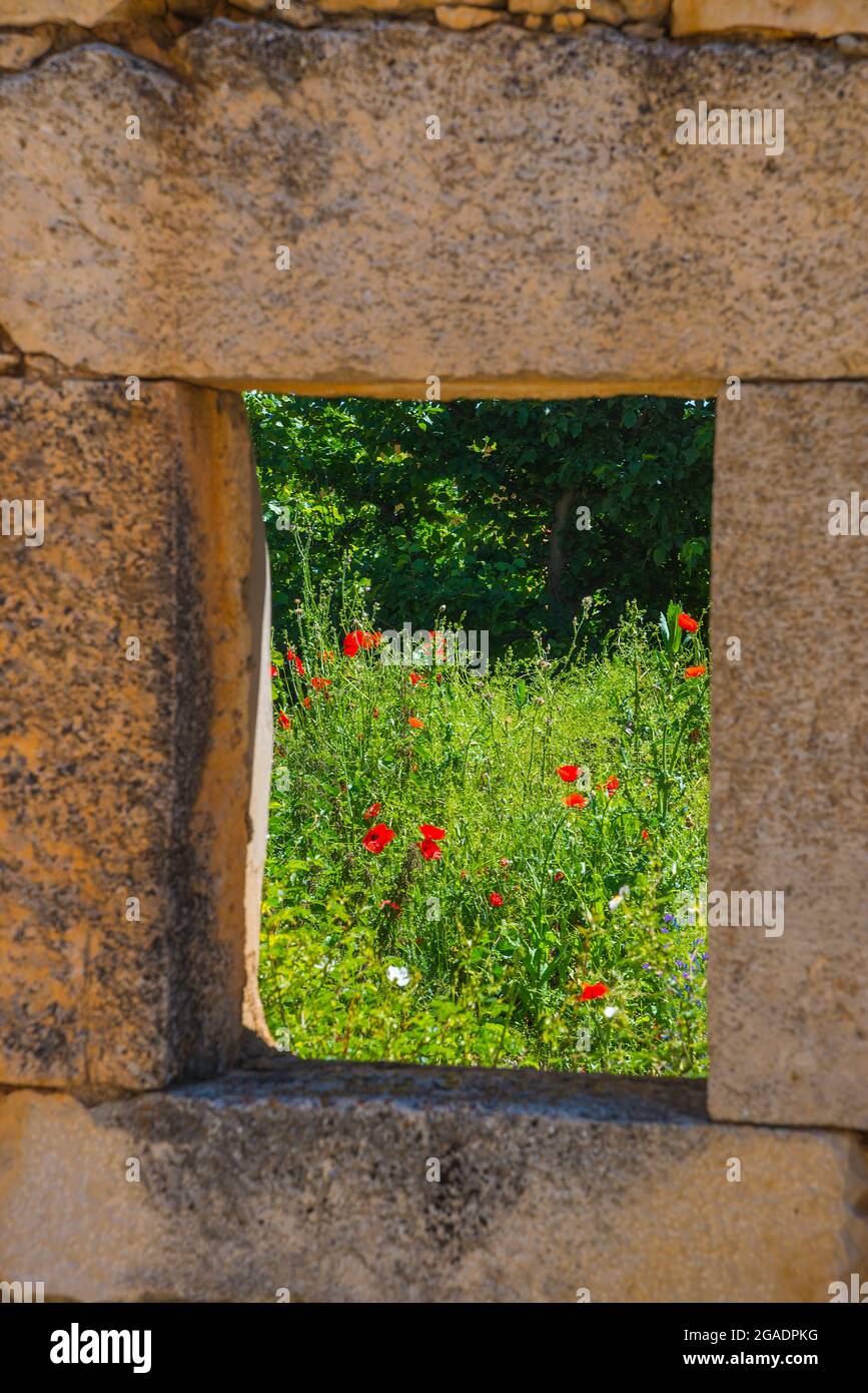 Wilde Blumen durch das Fenster eines Hauses in Ruinen gesehen. Stockfoto