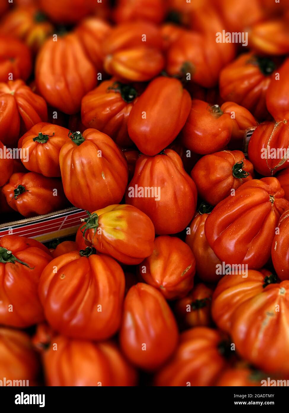 Vertikale Aufnahme von roten Paprika Stockfoto