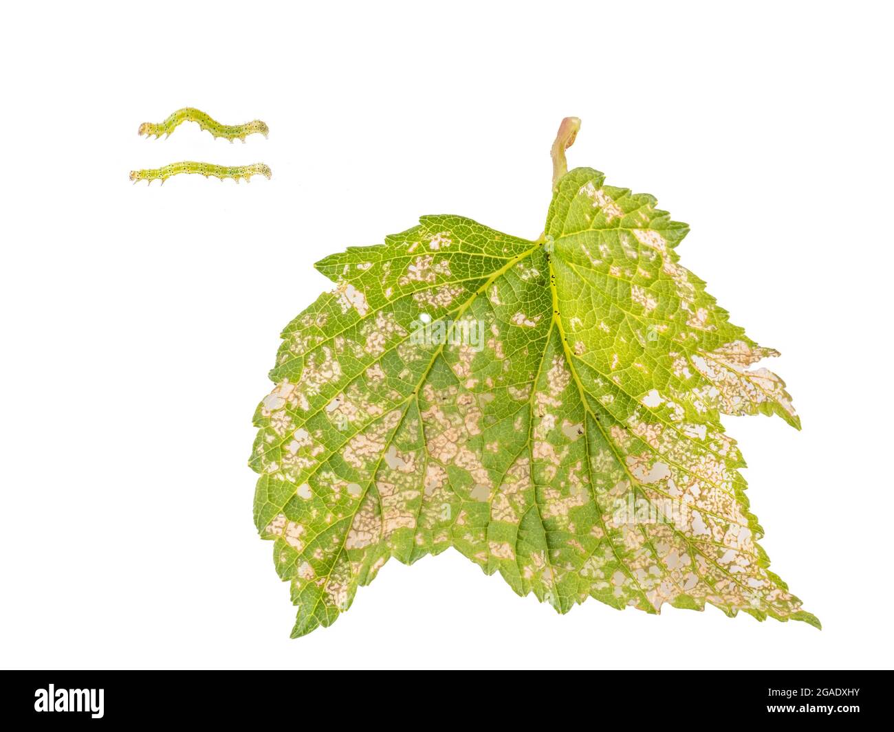 Angle Shades Motte Raupe - Phlogophora meticulosa - und die daraus resultierenden Schäden an schwarzen Johannisbeerbusch. Stockfoto