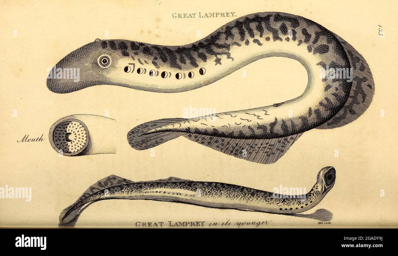 Allgemeine Zoologie oder systematische Naturgeschichte London, gedruckt für G. Kearsley,1800-1826. Stockfoto