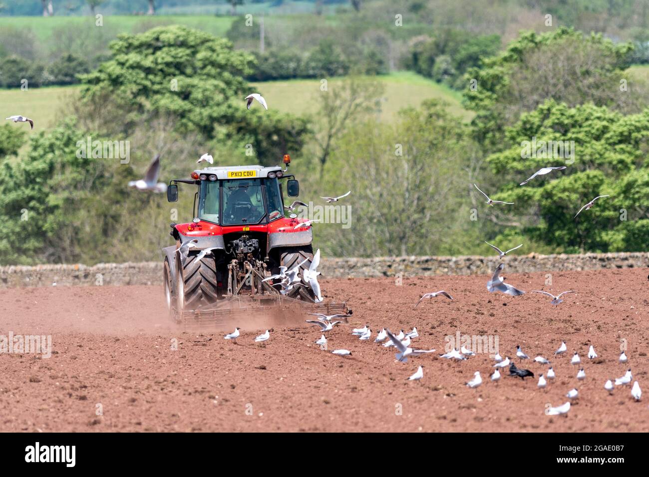 Möwen, die einem Züchter folgen, während ein Landwirt ein Saatbett für die Wiederbesaat einer Wiese im Eden Valley, Cumbria, Großbritannien, vorbereitet. Stockfoto