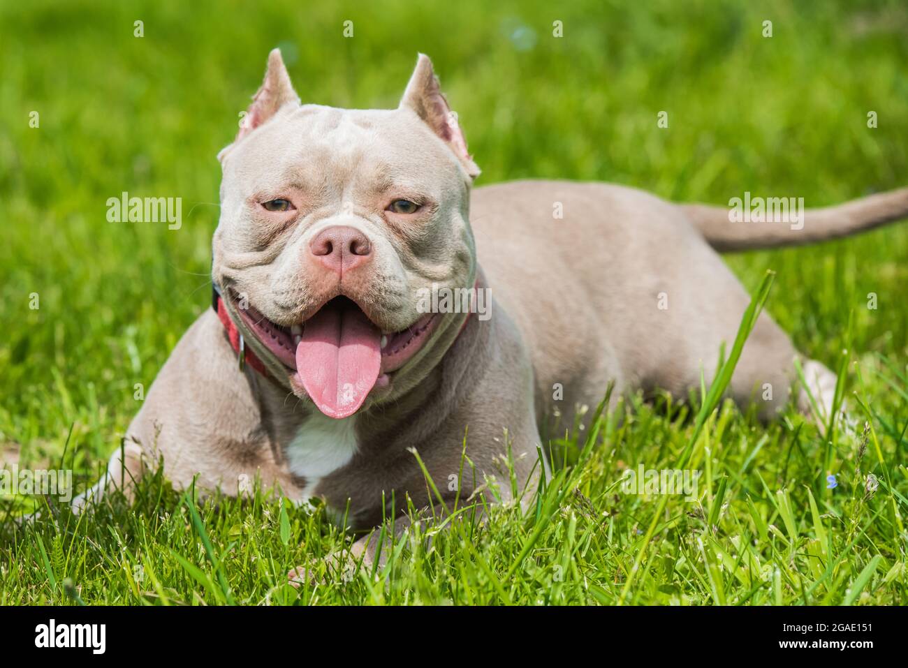 Ein amerikanischer Bully-Hund in der Farbe Lilac liegt auf grünem Gras.  Mittelgroßer Hund mit einem kompakten sperrigen muskulösen Körper,  blockigem Kopf und schweren Knochenstrukturen Stockfotografie - Alamy