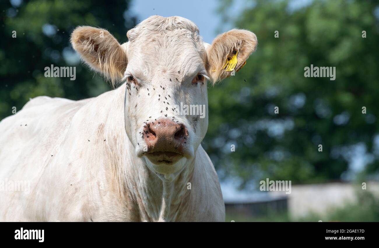 Die Kuh wird während eines heißen Sommers von Fliegen auf ihren Gesichtern belästigt. Yorkshire, Großbritannien. Stockfoto