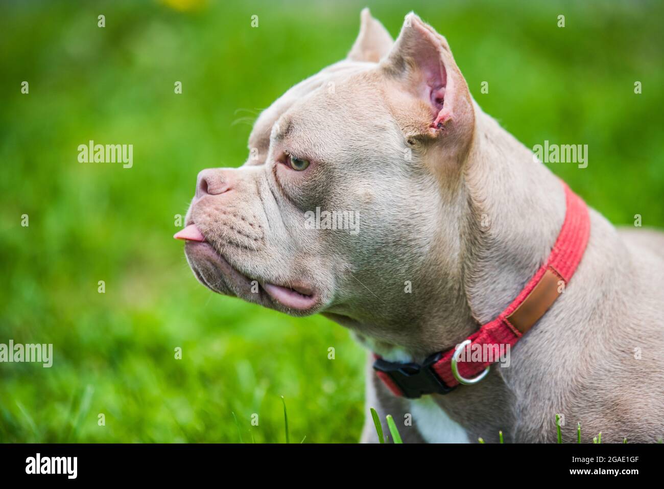 Profil Porträt von Lilac Farbe Tasche American Bully Hund ist auf grünem Gras. Mittelgroßer Hund mit einem kompakten, sperrigen Muskelkörper, blockigem Kopf und Himmel Stockfoto