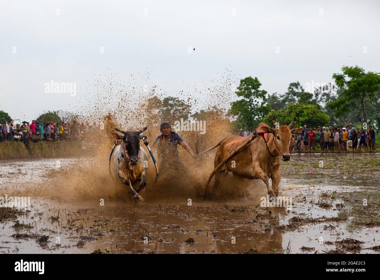 PACU Jawi-Bullenrennen in West-Sumatra Stockfoto