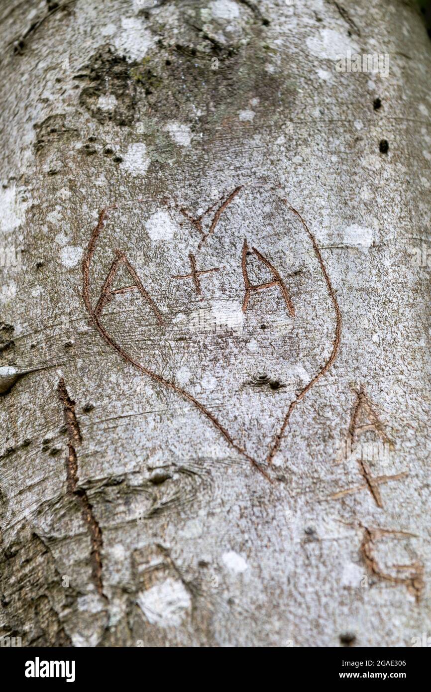 Initialen von Liebenden, die auf den Stamm eines Baumes geschnitzt wurden, Durham, Großbritannien. Stockfoto