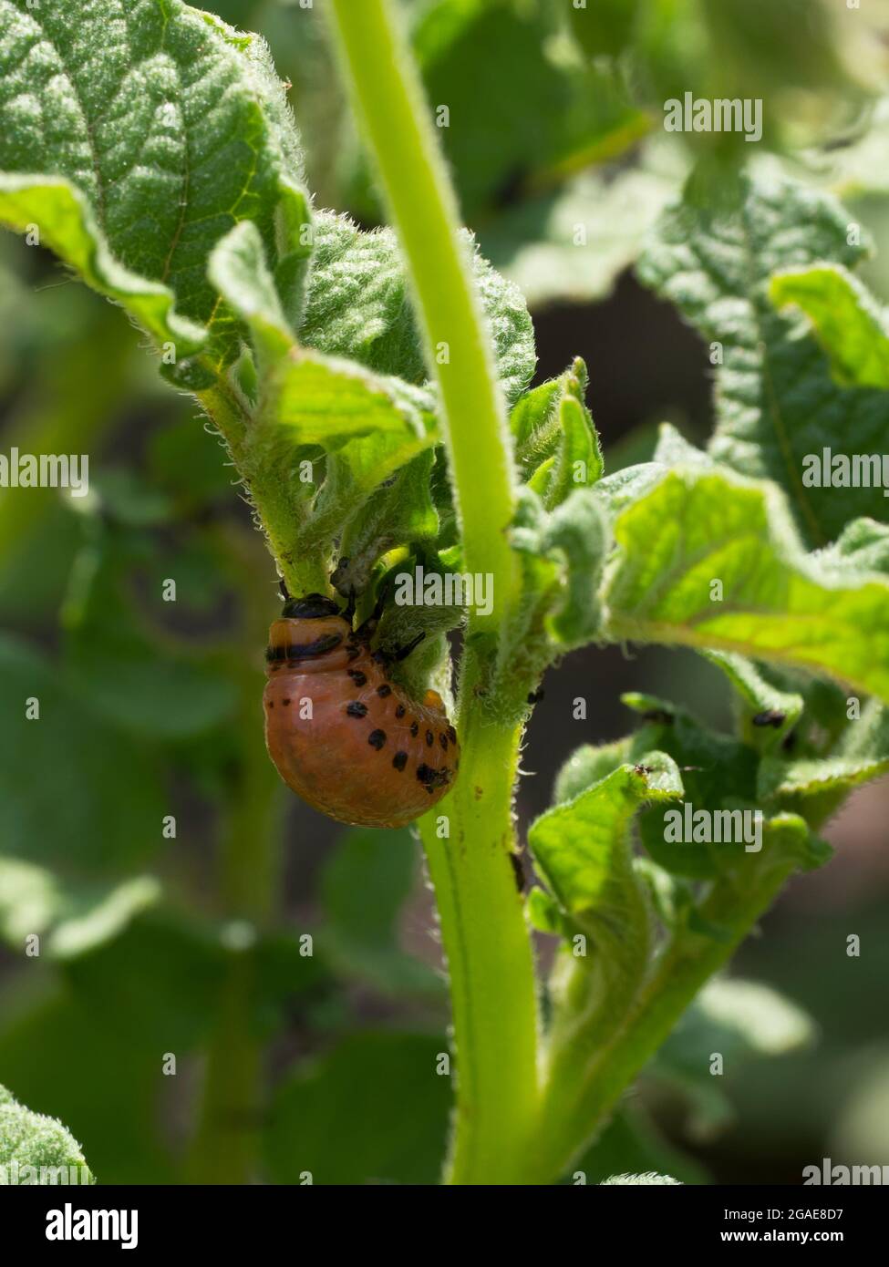 Kolorado-Kartoffelkäfer-Larve auf einem Kartoffelstiel. Insektenpest, Nahaufnahme. Stockfoto