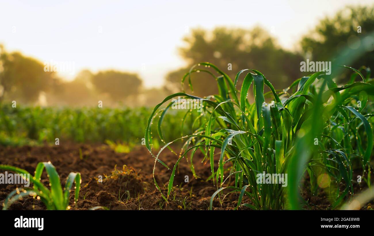 Nebliger Morgen mit grüner Feldlandschaft. Landschaft Stockfoto