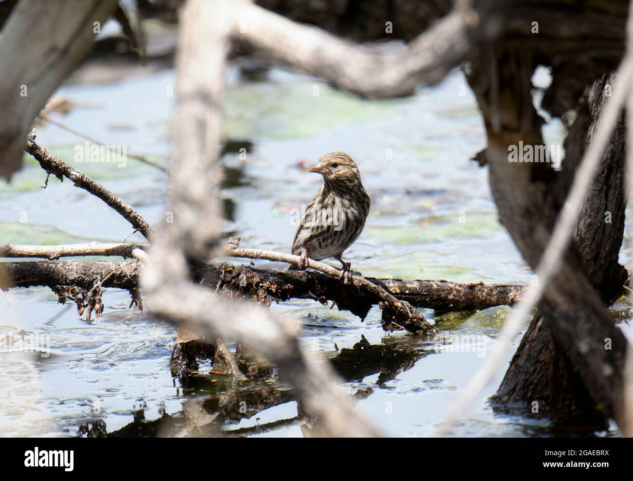 Eine Pine Siskin (Spinus pinus), die auf einem Baumstegel über einem Fluss thront Stockfoto