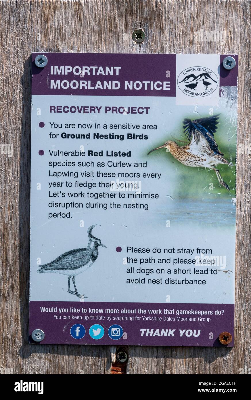 Am Rande eines Hochmoors sollten die Menschen auffallen, sich der brütenden Vögel bewusst zu sein. North Yorkshire, Großbritannien. Stockfoto