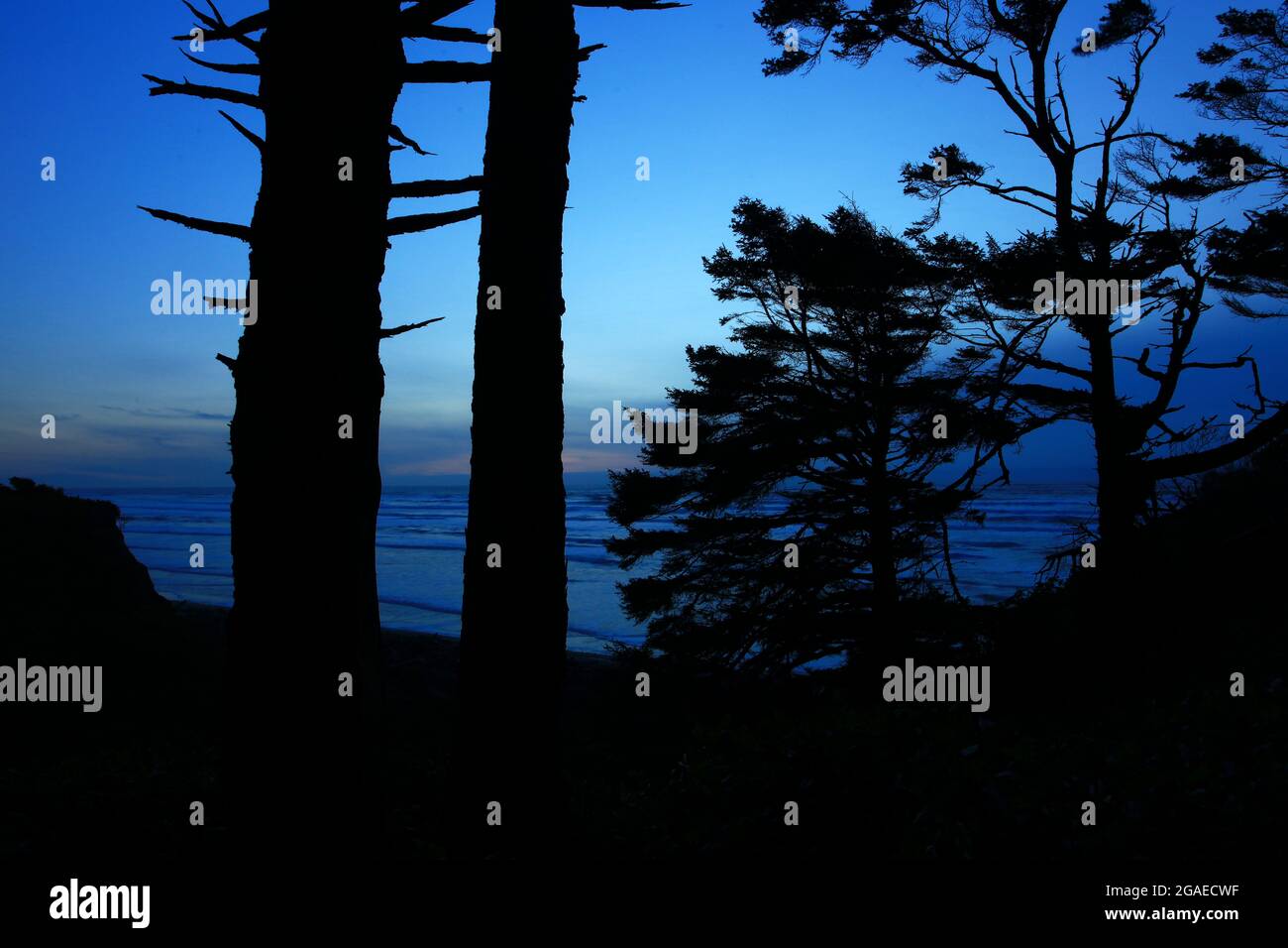 Ein Außenbild eines Regenwaldes im pazifischen Nordwesten mit Sitka-Fichten Stockfoto