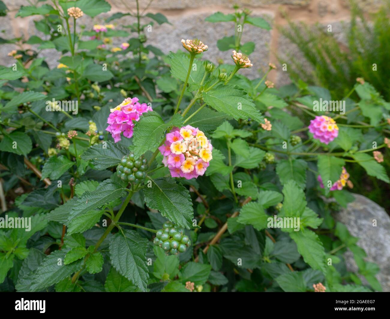 Lantana camara leuchtend gelb rosa blühende Pflanzen der Familie der Verbenaceae Stockfoto