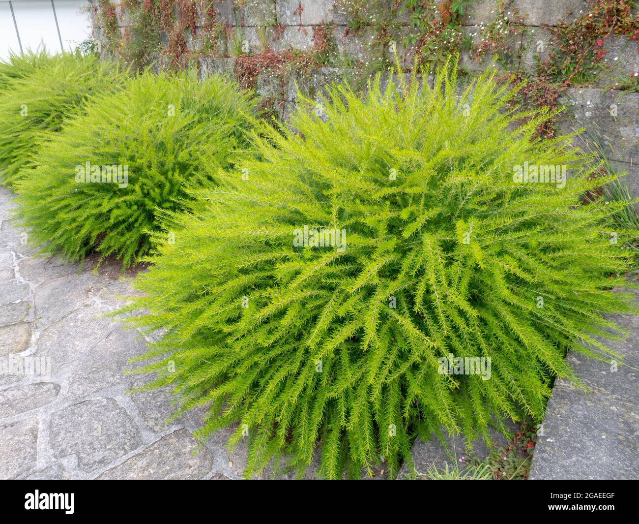 Wacholderblatt-grevillea oder stachelige Spinnenblüten. Leuchtend grüne, flauschige Ziersträucher. Stockfoto