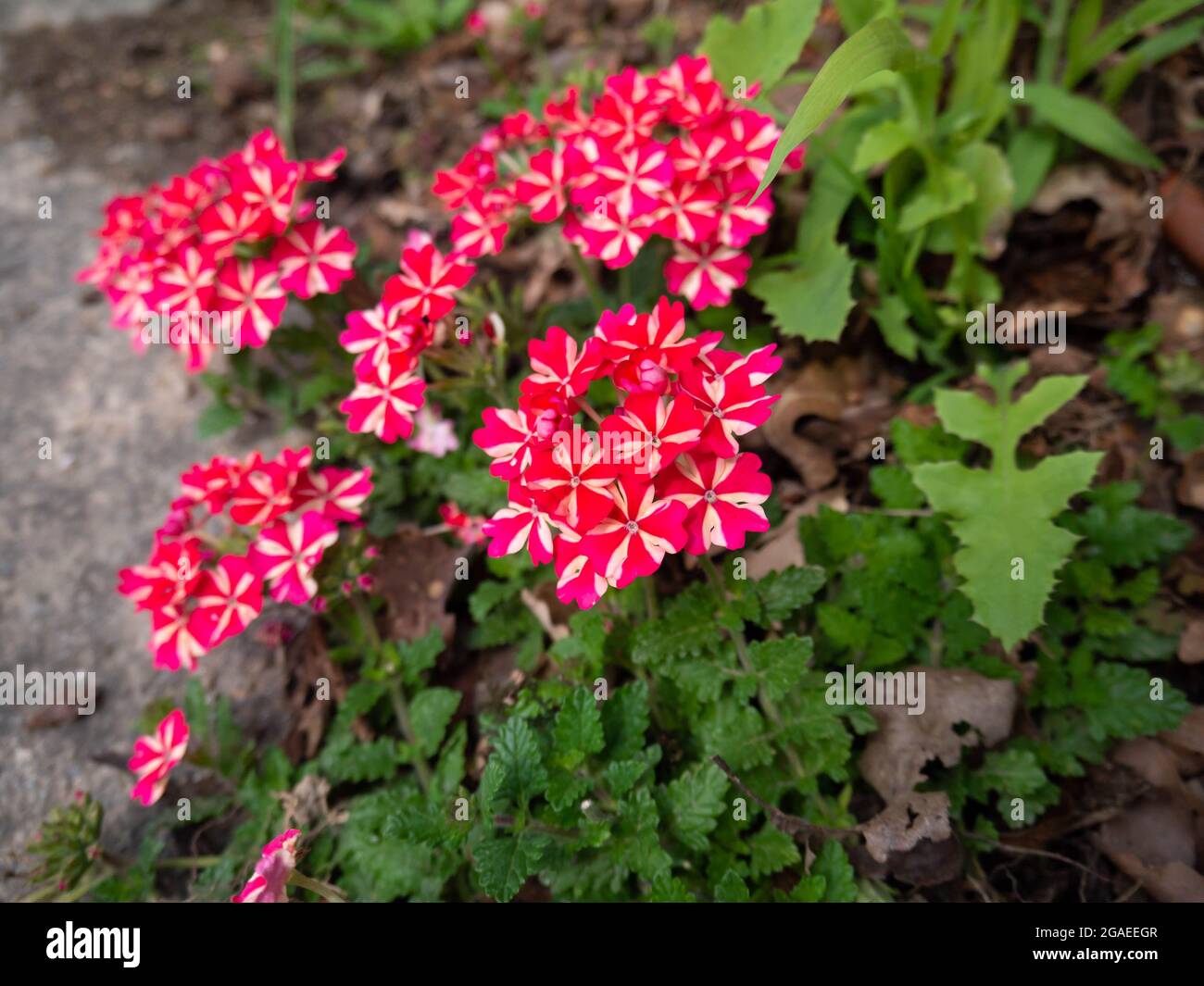 Leuchtend rot mit weißen Streifen Verbene blühende Pflanze mit Blumen und Knospen im Garten Stockfoto