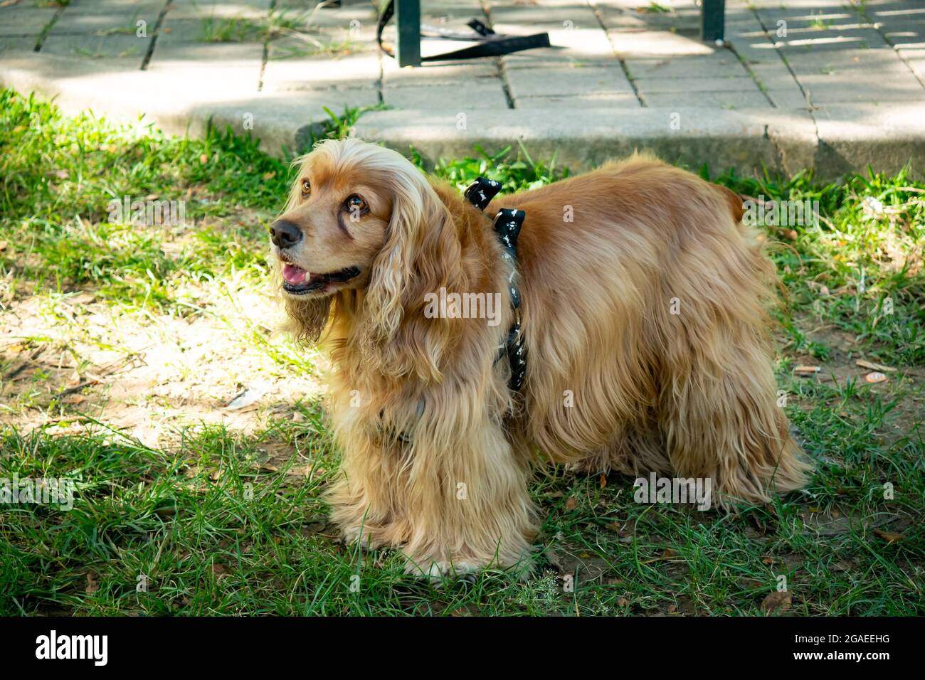 Cocker Mongrel Dog ist glücklich im Public Garden in Medellin, Kolumbien Stockfoto