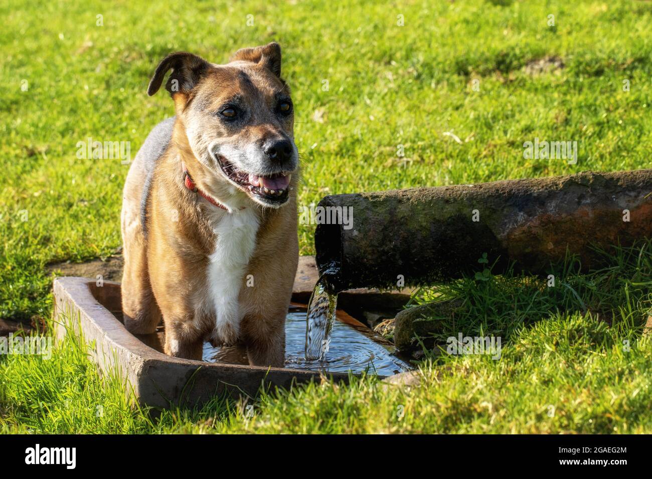 Alter Hund kühlt sich in einer landwirtschaftlichen Wasserwanne auf einem Bauernfeld ab - am frühen Morgen, bevor die Hitze einsetzte. VEREINIGTES KÖNIGREICH Stockfoto