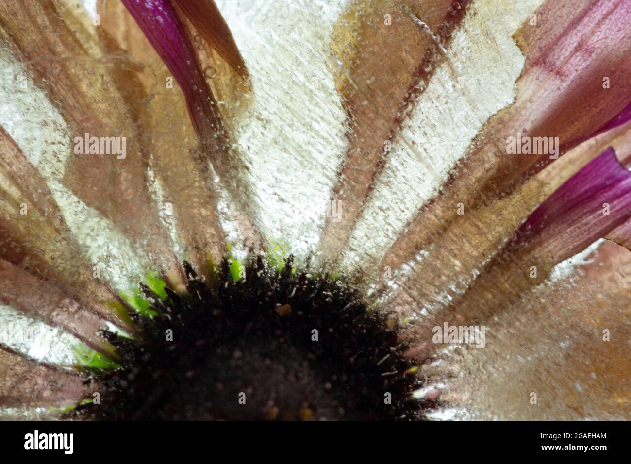 Blumen im Eis gefroren Stockfoto