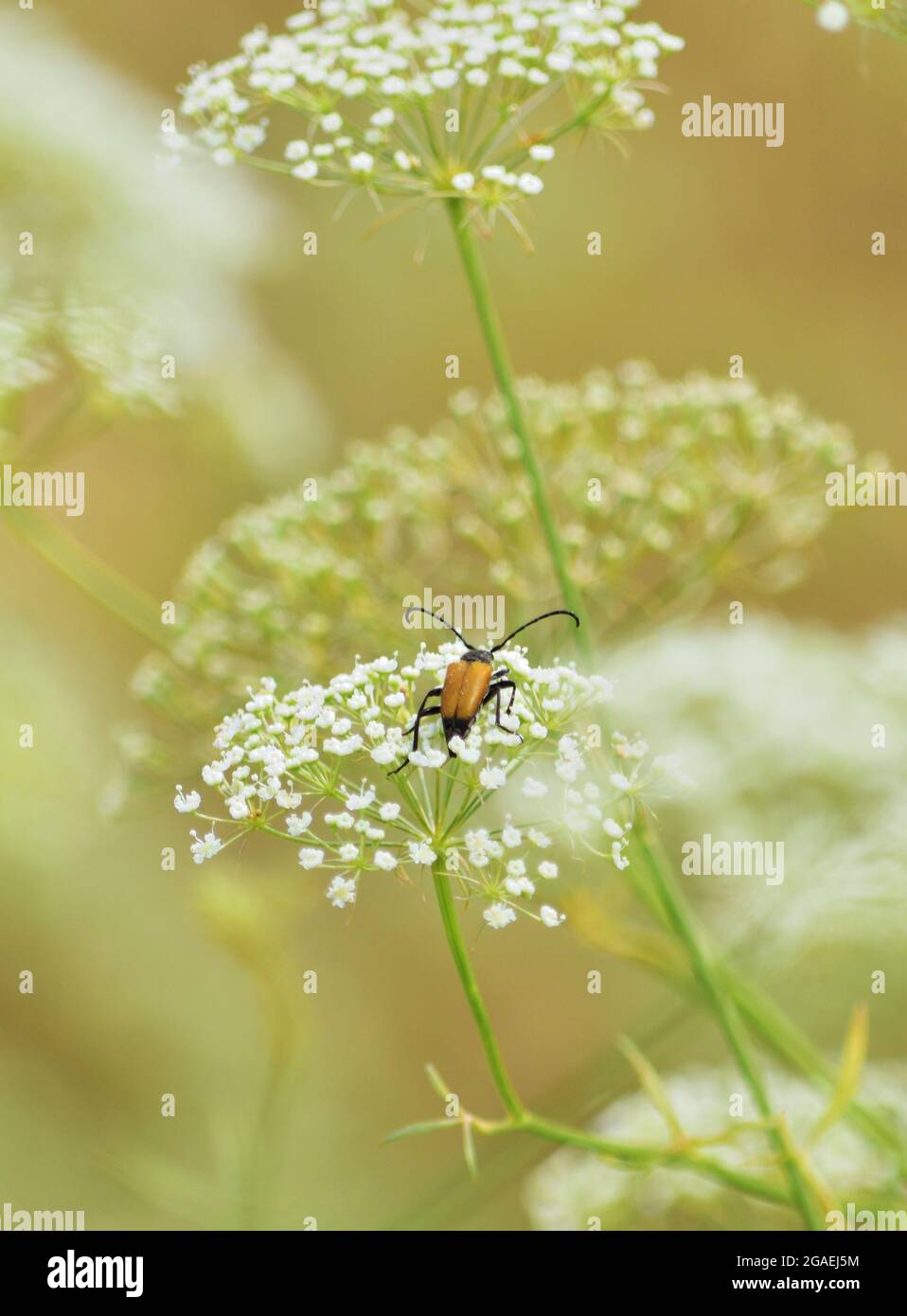 Anastrangalia dubia ist eine Käferart der Familie Cerambycidae. Stockfoto