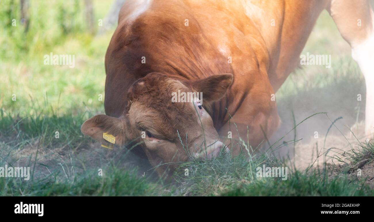 Aggressiver Bulle, der seinen Kopf auf dem Boden reibt. Cumbria, Großbritannien. Stockfoto