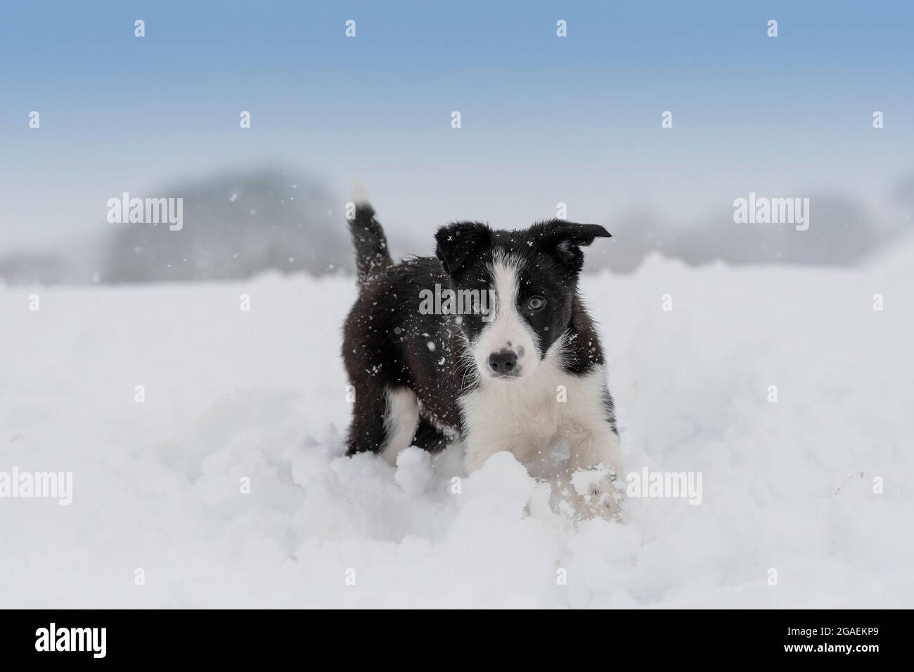 Border Collie Schäferhund Welpe spielt im Schnee, North Yorkshire, Großbritannien. Stockfoto