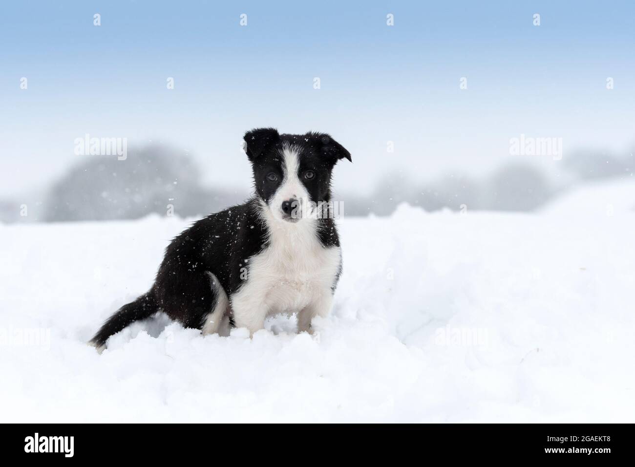 Border Collie Schäferhund Welpe spielt im Schnee, North Yorkshire, Großbritannien. Stockfoto