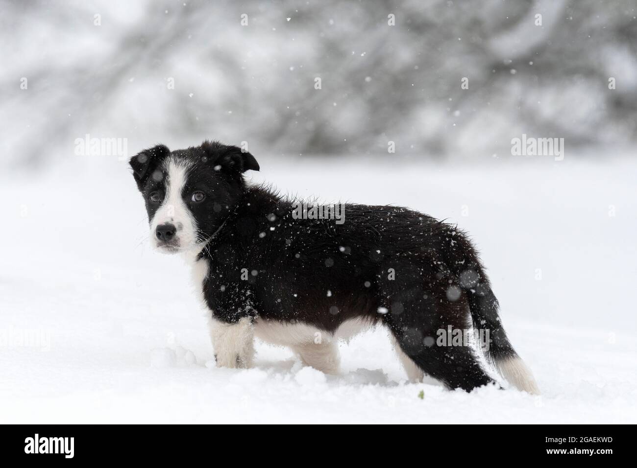 Border Collie Schäferhund Welpe spielt im Schnee, North Yorkshire, Großbritannien. Stockfoto