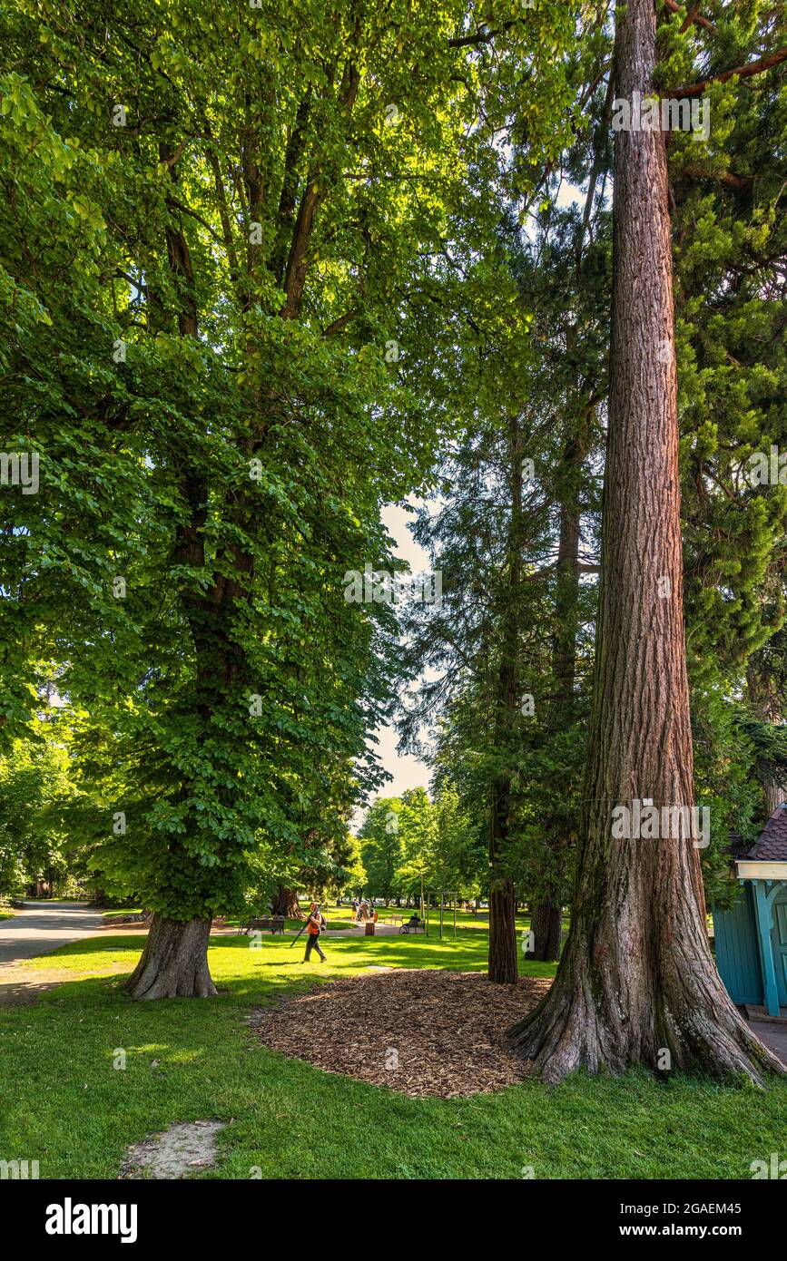 Riesige Mammutbäume im Garten Europas in Annecy. Annecy, Haute-Savoie, Auvergne-Rhône-Alpes, Frankreich, Europa Stockfoto