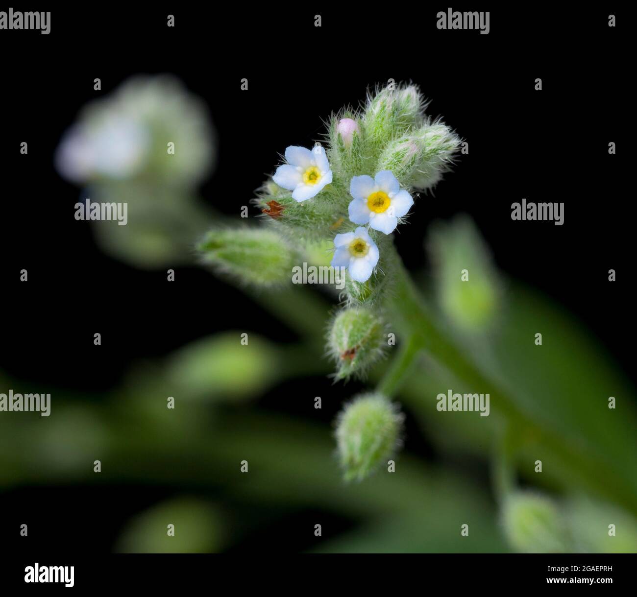 Kleinere Vergissmeinnicht, Myosotis laxa Stockfoto