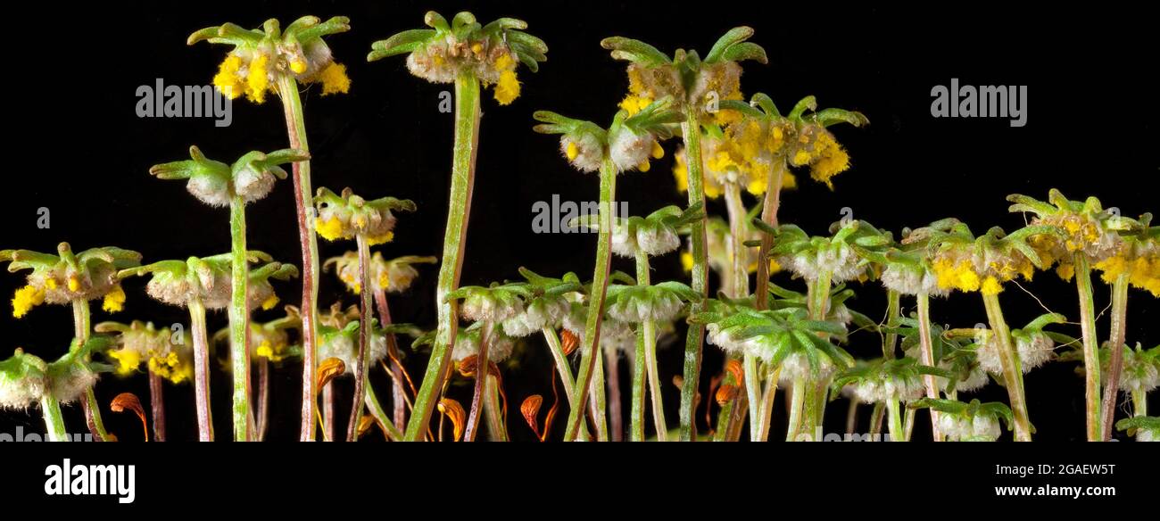 Weibchen, Marchantia liverwort bryophyte, Fruchtkörper, die Sporen verteilen Stockfoto